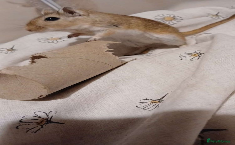 Hamster rodents - Advert 3