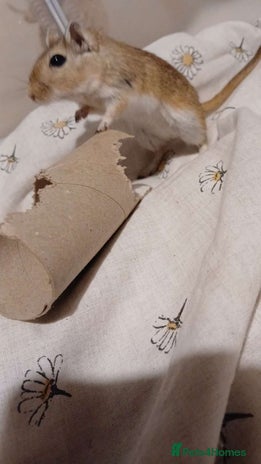 Hamster rodents - Advert 4