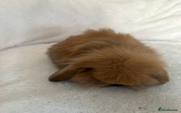 Mini Lion Lop rabbits for sale: Gorgeous fluffy little mini lion lop baby bunny’s  - Advert 9