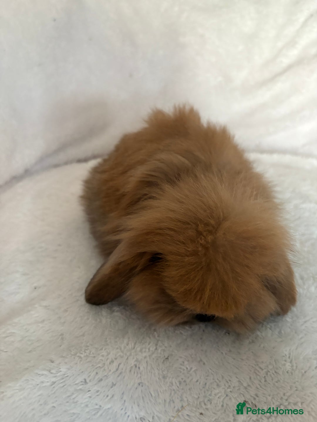Mini Lion Lop rabbits for sale: Gorgeous fluffy little mini lion lop baby bunny’s  - Advert 9