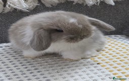 Mini Lop rabbits for sale: Minilops - Image 15