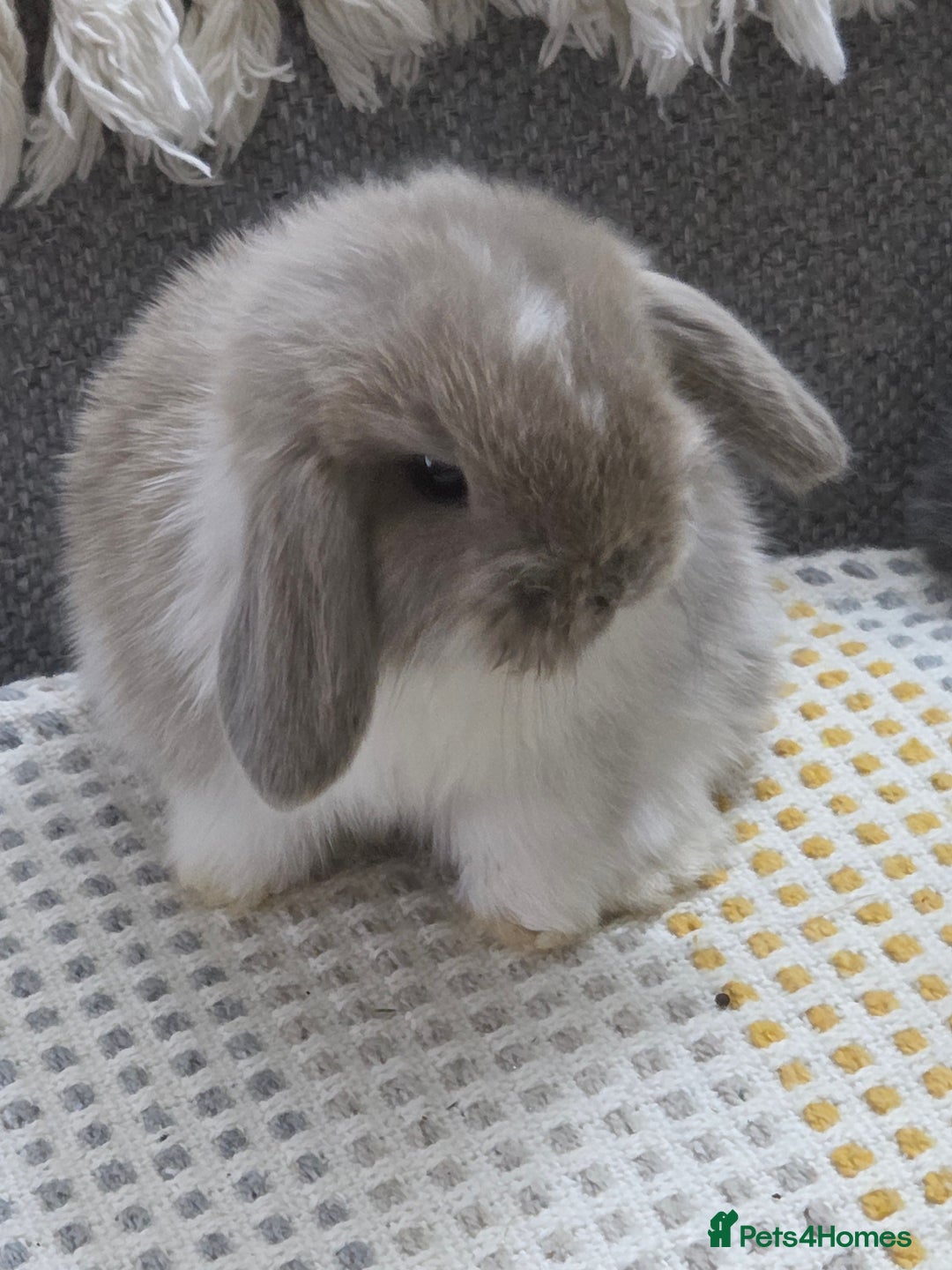 Mini Lop rabbits for sale: Minilops - Image 15
