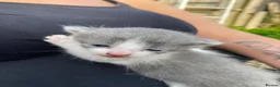 Mixed Breed cats for sale: Two beautiful boy kittens!!  - Advert 7