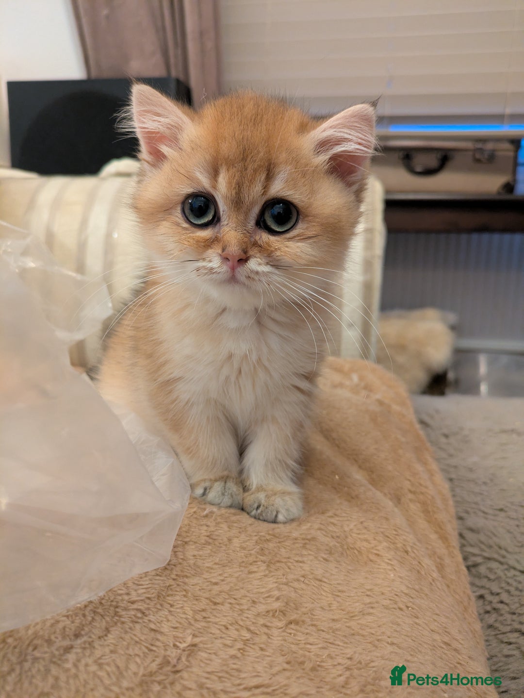 British Shorthair cats for sale: Cuddly golden girl ready now  - Advert 1