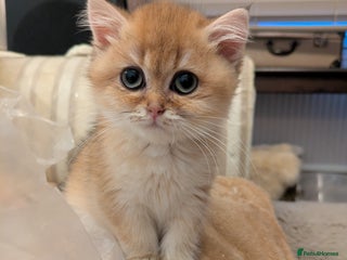 British Shorthair cats Cuddly golden girl ready now - Advert 1