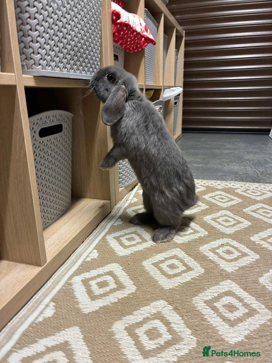 Mini Lop rabbits for sale: FREE - 15 week old male mini lop  - Advert 2