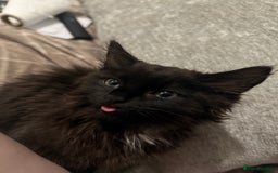 British Longhair cats for sale: Male kitten British long hair x mainecoone - Image 1