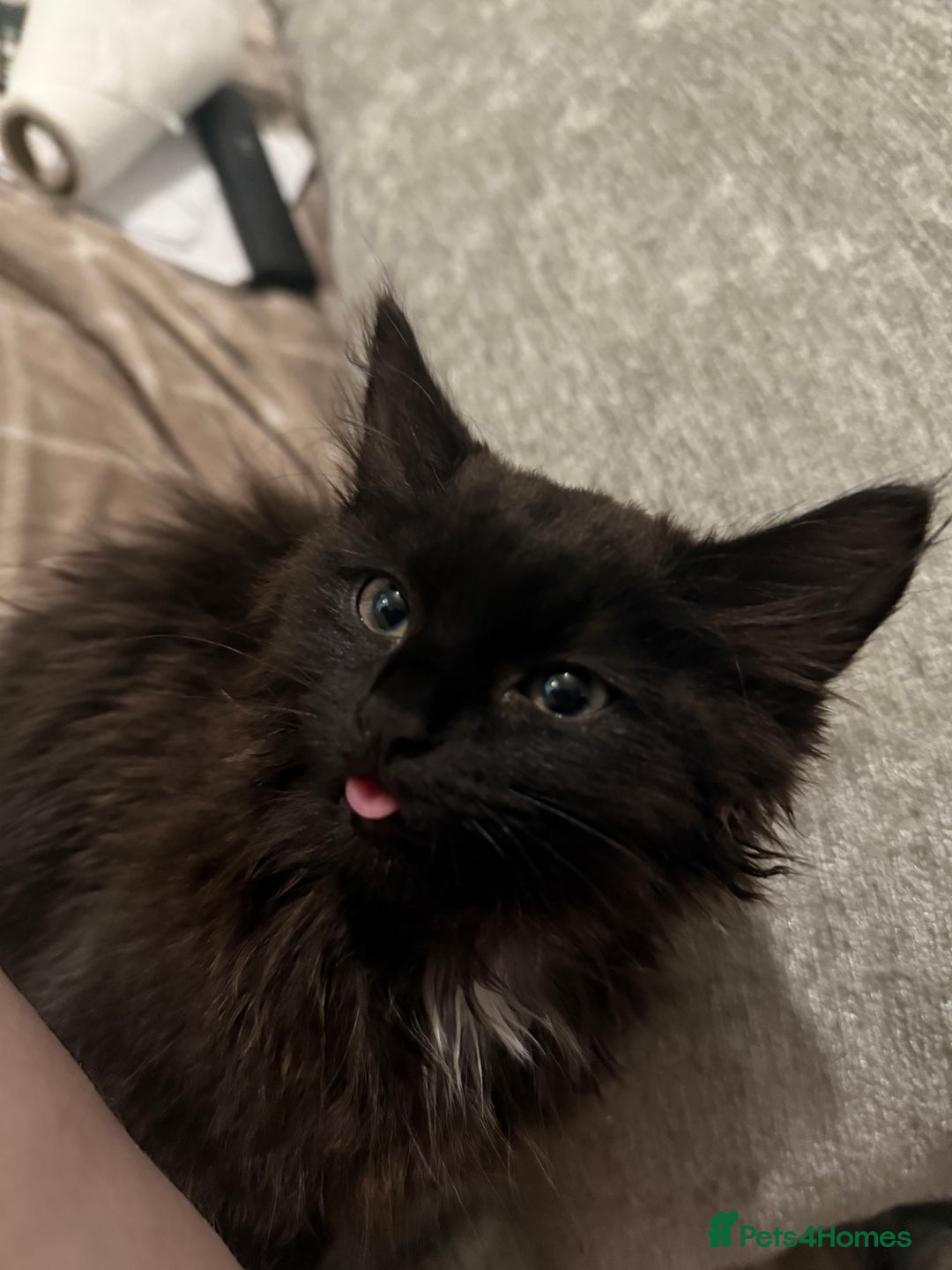 British Longhair cats for sale: Male kitten British long hair x mainecoone - Image 1