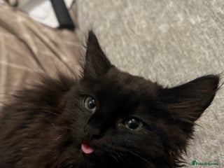 British Longhair cats - Advert 1