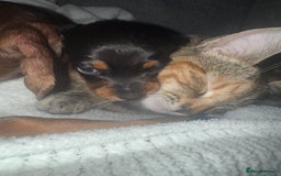 Miniature Dachshund dogs for sale: 4 x gorgeous miniature dachshund puppies  - Image 8