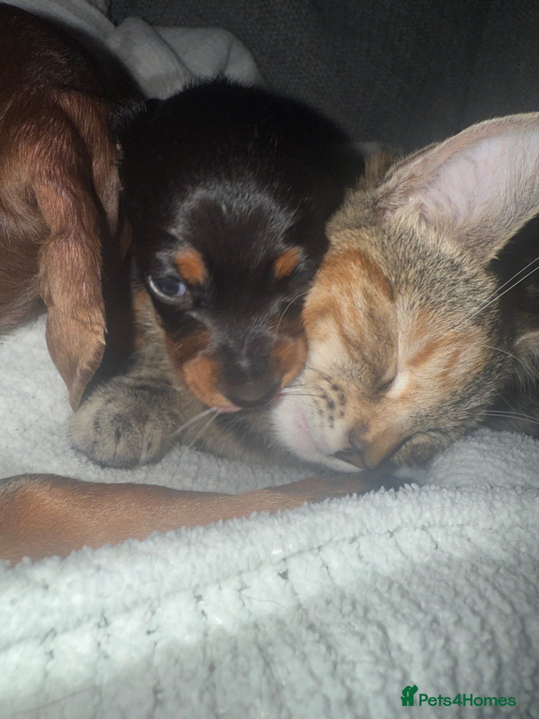 Miniature Dachshund dogs for sale: 4 x gorgeous miniature dachshund puppies  - Image 8