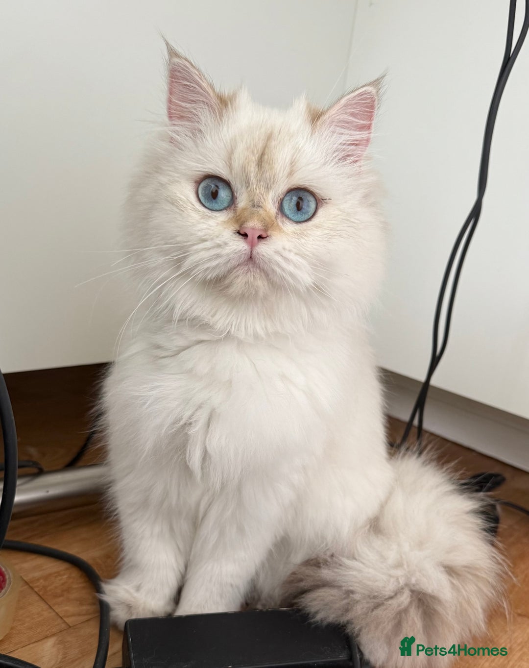 British Longhair cats for sale: British Longhair and Shorthair kittens for sale - Image 3