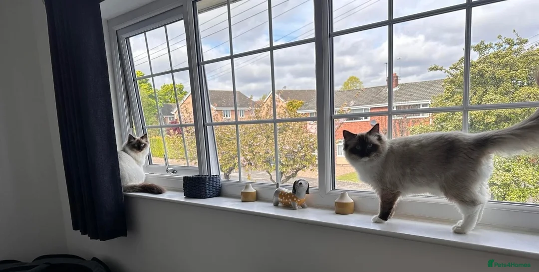 Ragdoll cats for sale: 🐾 Beautiful Ragdoll Cats  🐾 - Advert 5