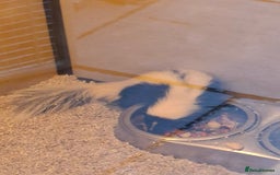 Ferret rodents for sale: Male 6 month old Skunk looking for new home  - Image 5