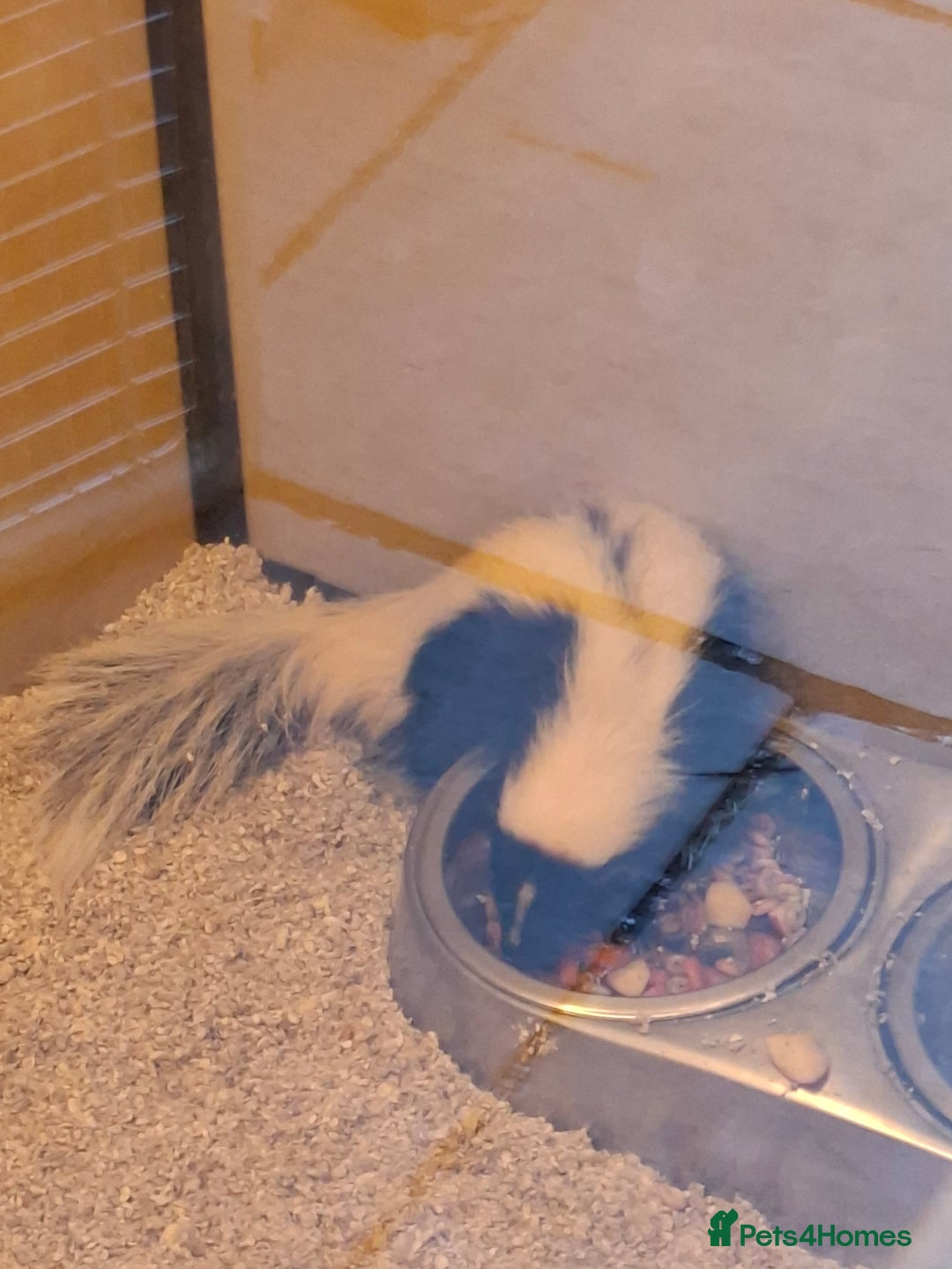 Ferret rodents for sale: Male 6 month old Skunk looking for new home  - Image 5