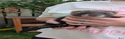 Ferret rodents for sale: Ferret kits  in Bridgend - Advert 4