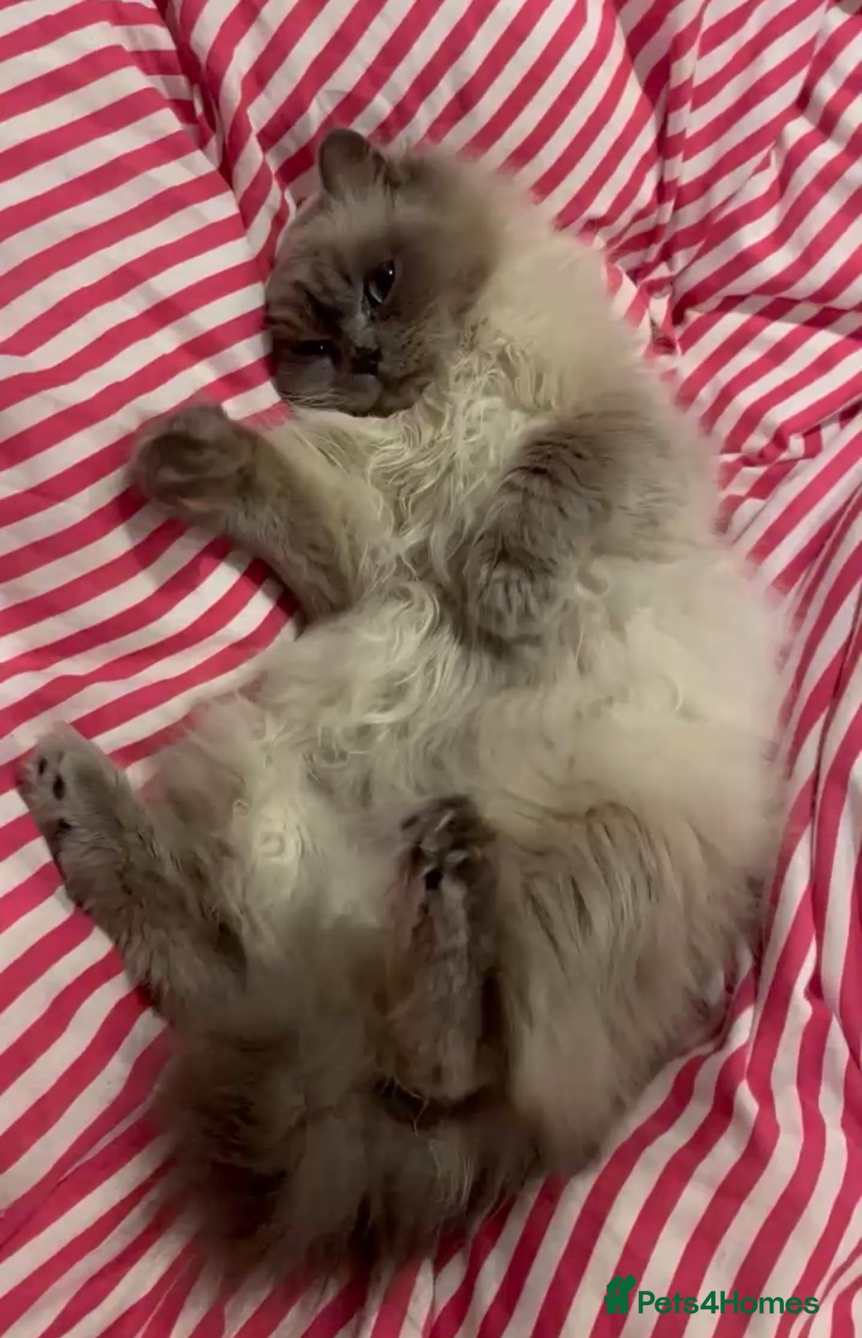 Ragdoll cats Blue Point Ragdoll Male - Fletcher in Northwich - Advert 2