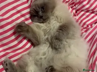 Ragdoll cats Blue Point Ragdoll Male - Fletcher in Northwich - Advert 2