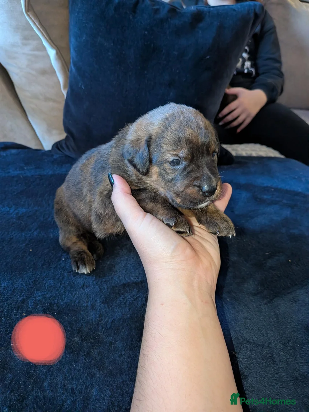 Boxweiler dogs for sale: Boxer x Rottweiler puppies  - Advert 20