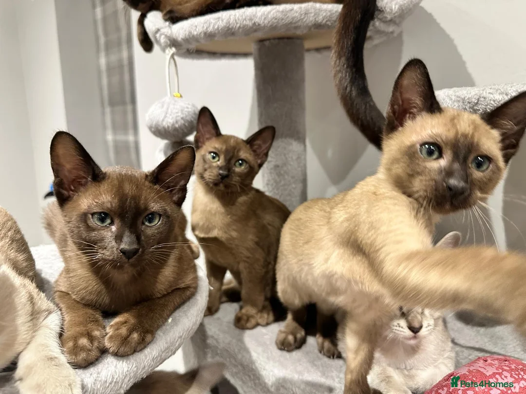 Tonkinese cats for sale: Gorgeous Pedigree Tonkinese Kittens - Advert 4