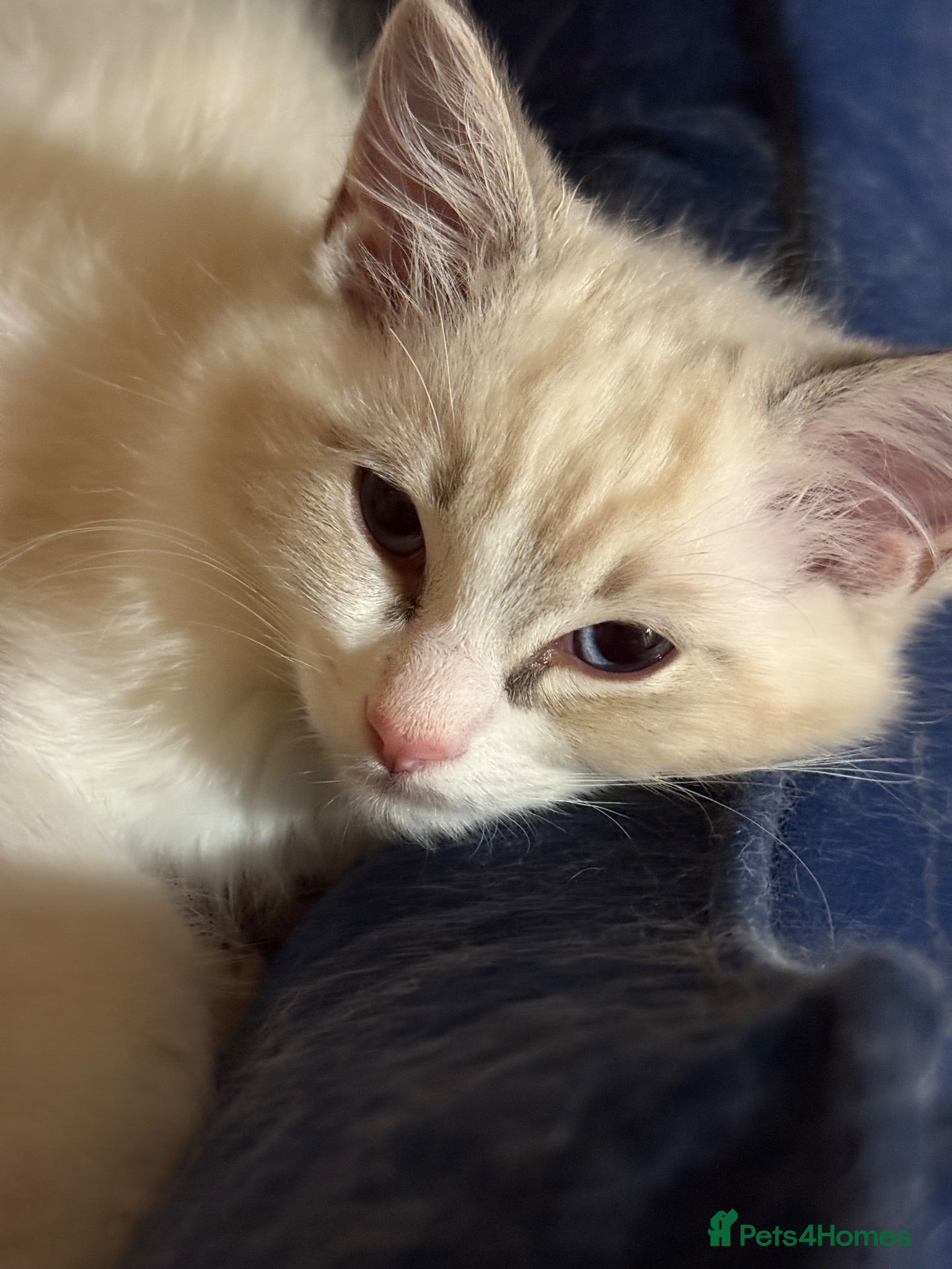 Ragdoll cats Ragdoll Kittens READY NOW - Advert 2