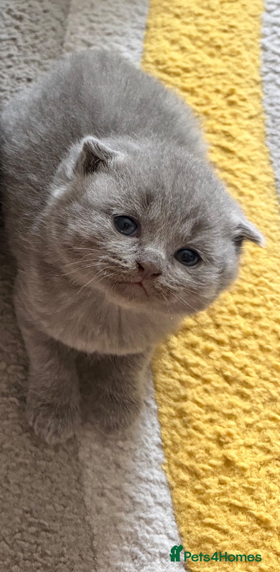 British Shorthair cats Baby girl for sale - Advert 7