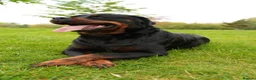 Rottweiler dogs for sale: 🐶PREMIUM ROTTWEILERS. ADRK GERMAN BLOODLINES 🇩🇪 - Advert 6