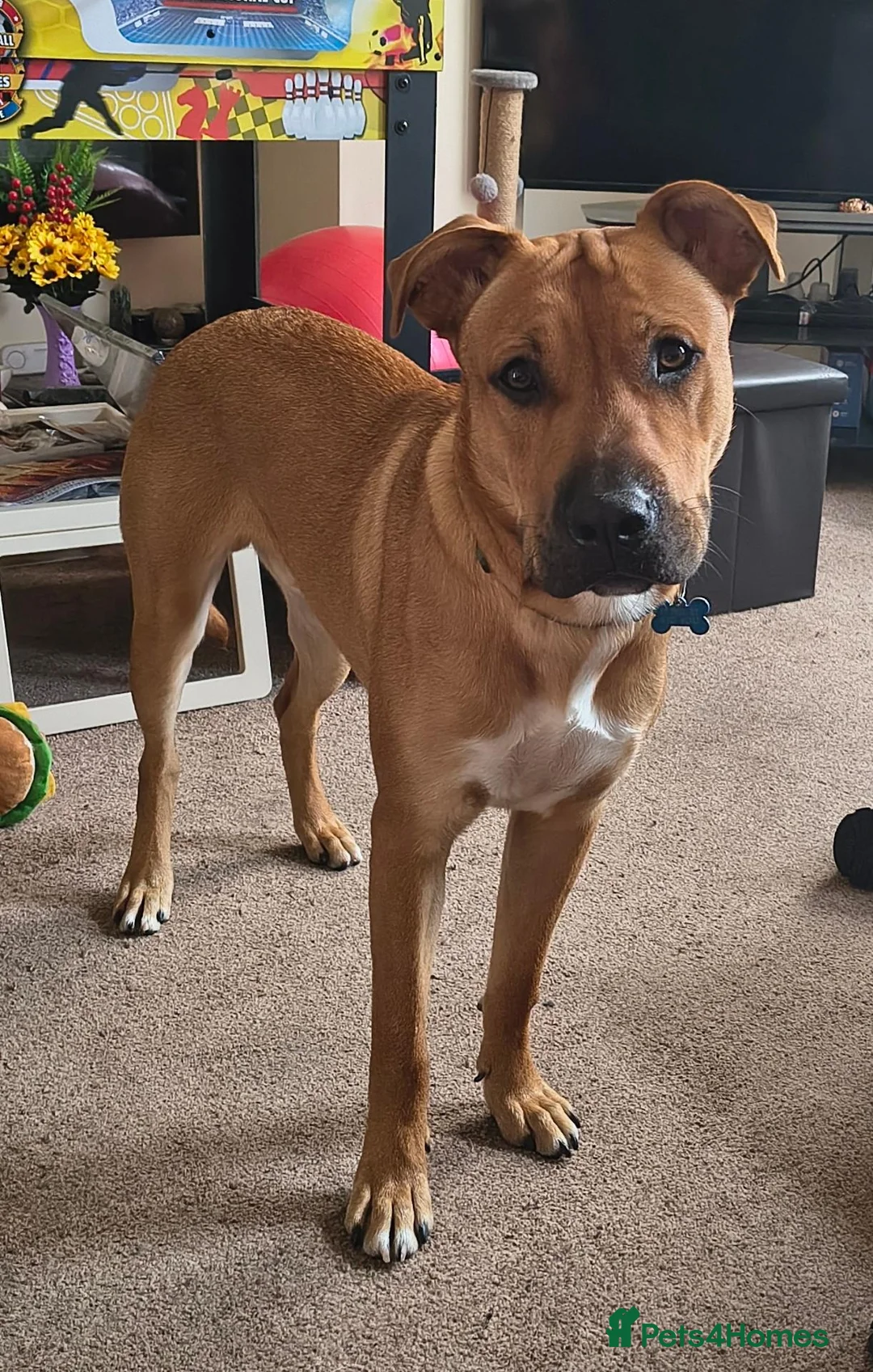 Mixed Breed dogs for sale: Bullmastiff x Border Collie needs rehoming  in Barnsley - Advert 2