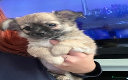 Chihuahua dogs for sale: Long haired chihuahuas READY TO LEAVE NOW. - Image 9