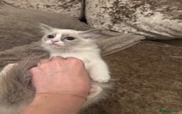 Ragdoll cats for sale: GCCF ragdoll kittens  - Image 12