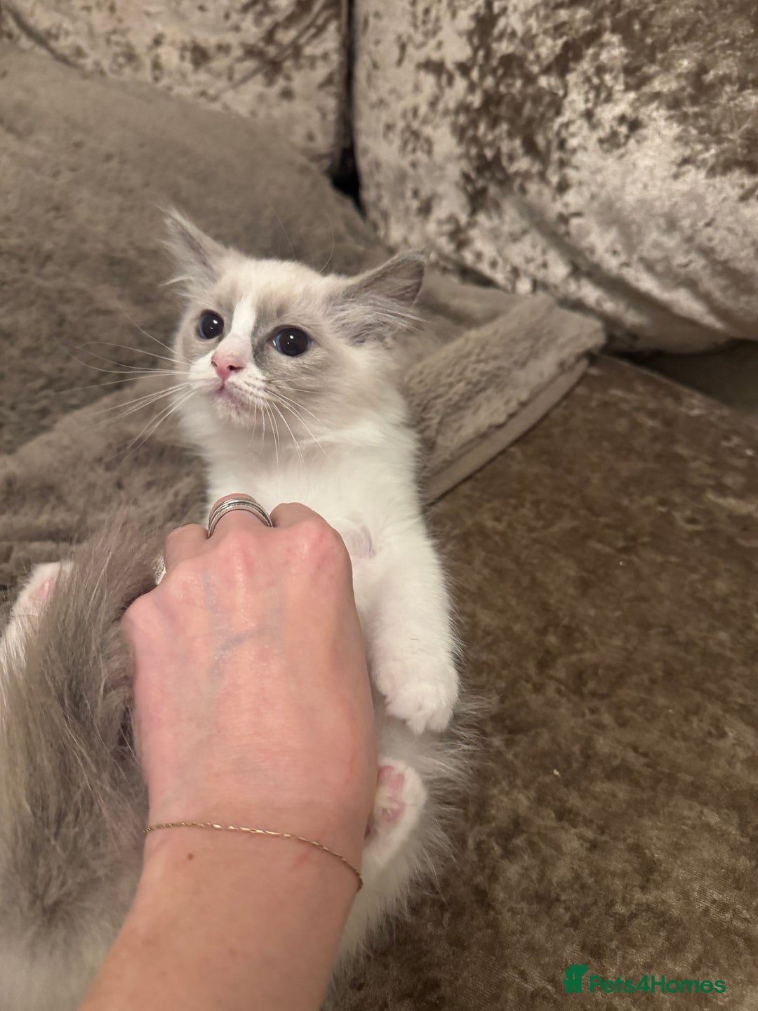 Ragdoll cats for sale: GCCF ragdoll kittens  - Image 12