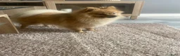 Pomeranian dogs for sale: Meet pumpkin ! - Advert 5