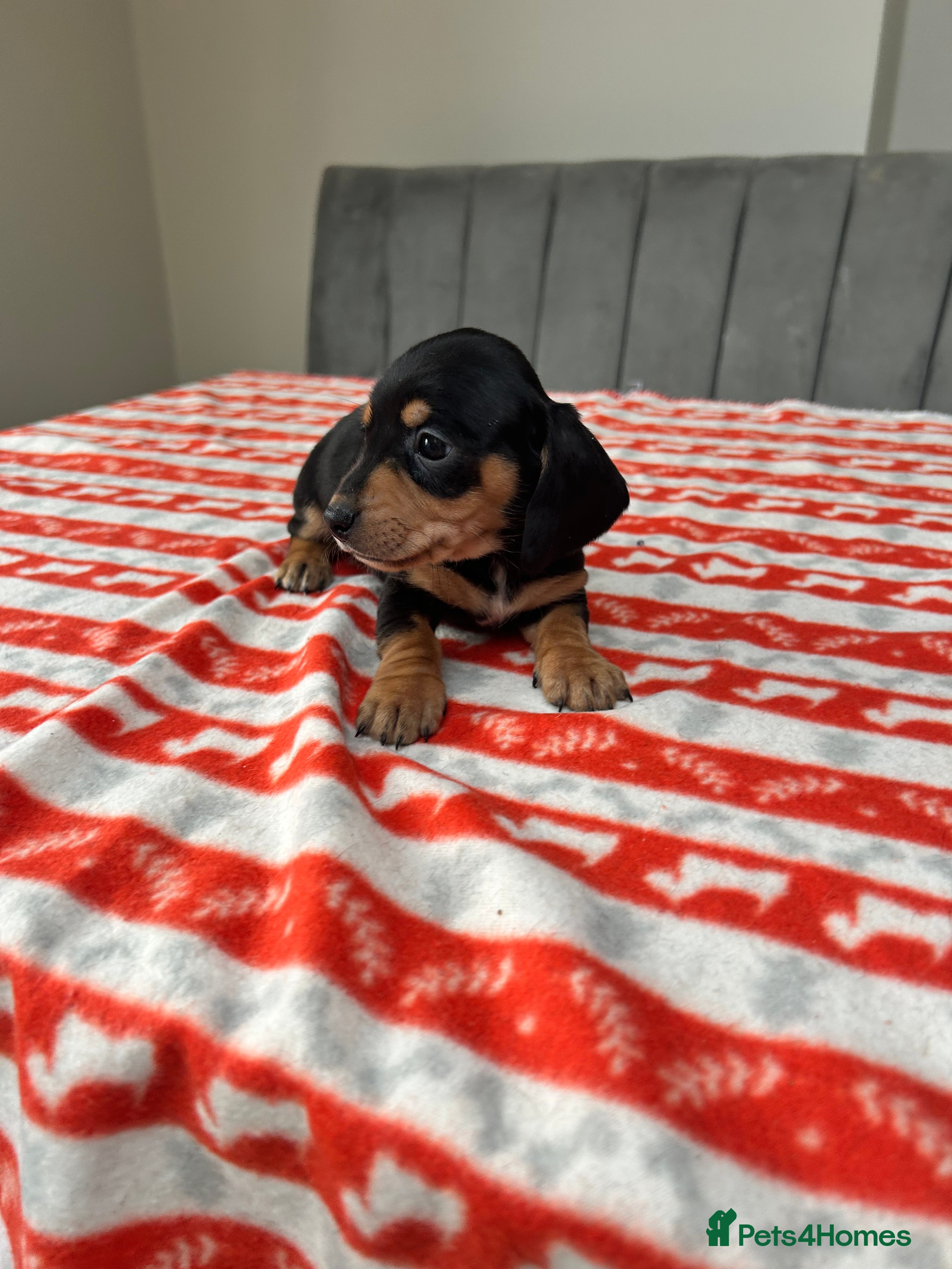 Miniature Dachshund dogs ***mini dachshunds *** - Advert 1