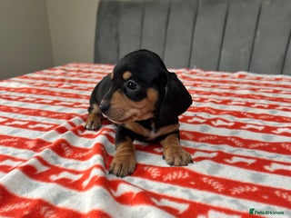 Miniature Dachshund dogs ***mini dachshunds *** - Advert 1