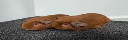 Guinea Pig rodents for sale: Guinea pigs  - Advert 4