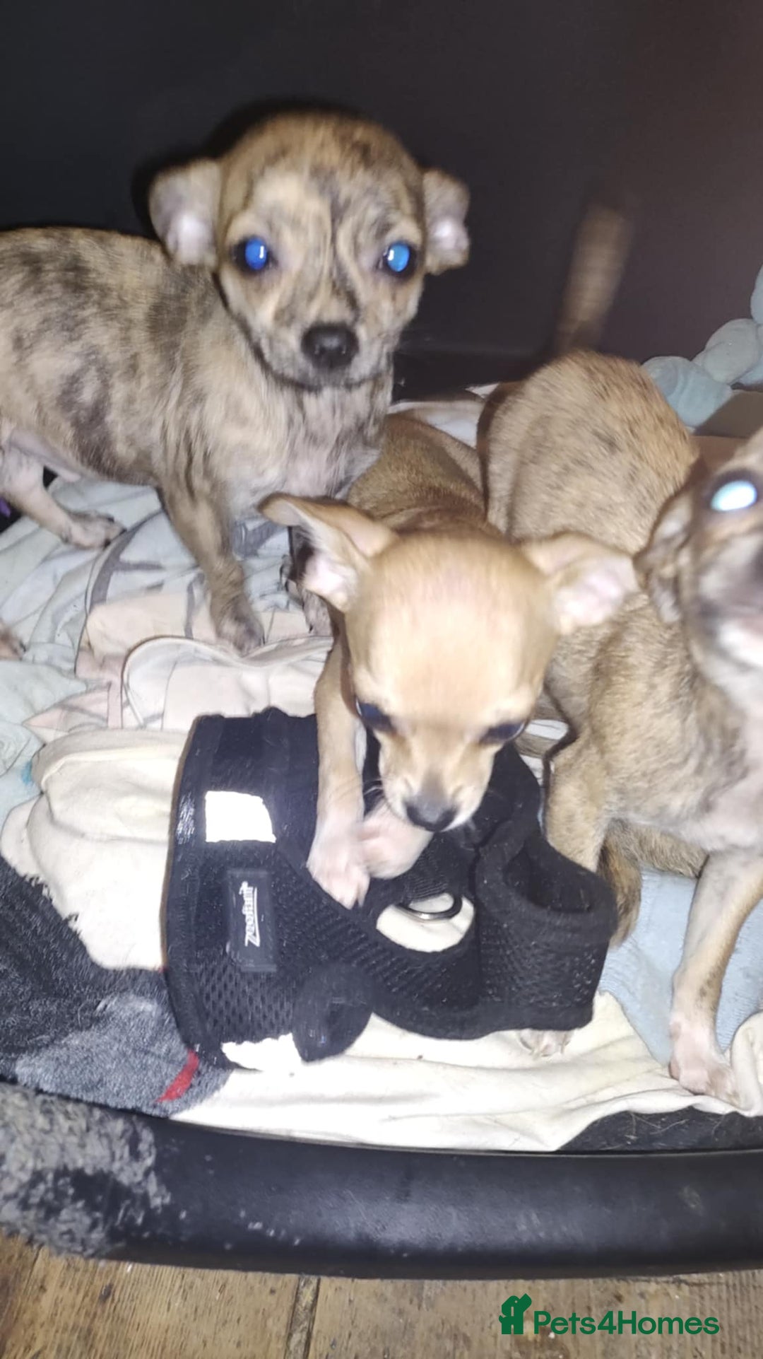 Chihuahua dogs for sale: Beautiful puppies ready for forever homes  - Advert 11