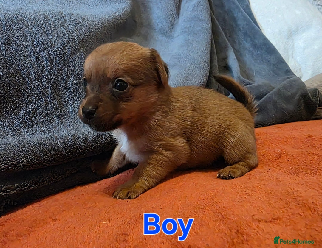 Mixed Breed dogs for sale: Stunning JR x Border Terrier pups - Image 5
