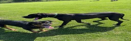 Mixed Breed dogs for sale: Great Rottie (Dane Weiler) Puppies - Advert 3