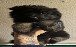 German Shepherd dogs for sale: Beautiful straight back German Shepherds  - Image 31