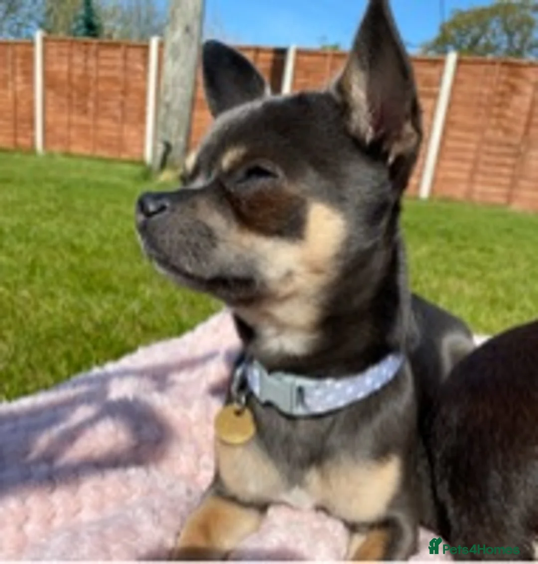 Chihuahua dogs for stud: Small chihuahua stud only not for sale proven  in Bury Saint Edmunds - Advert 6