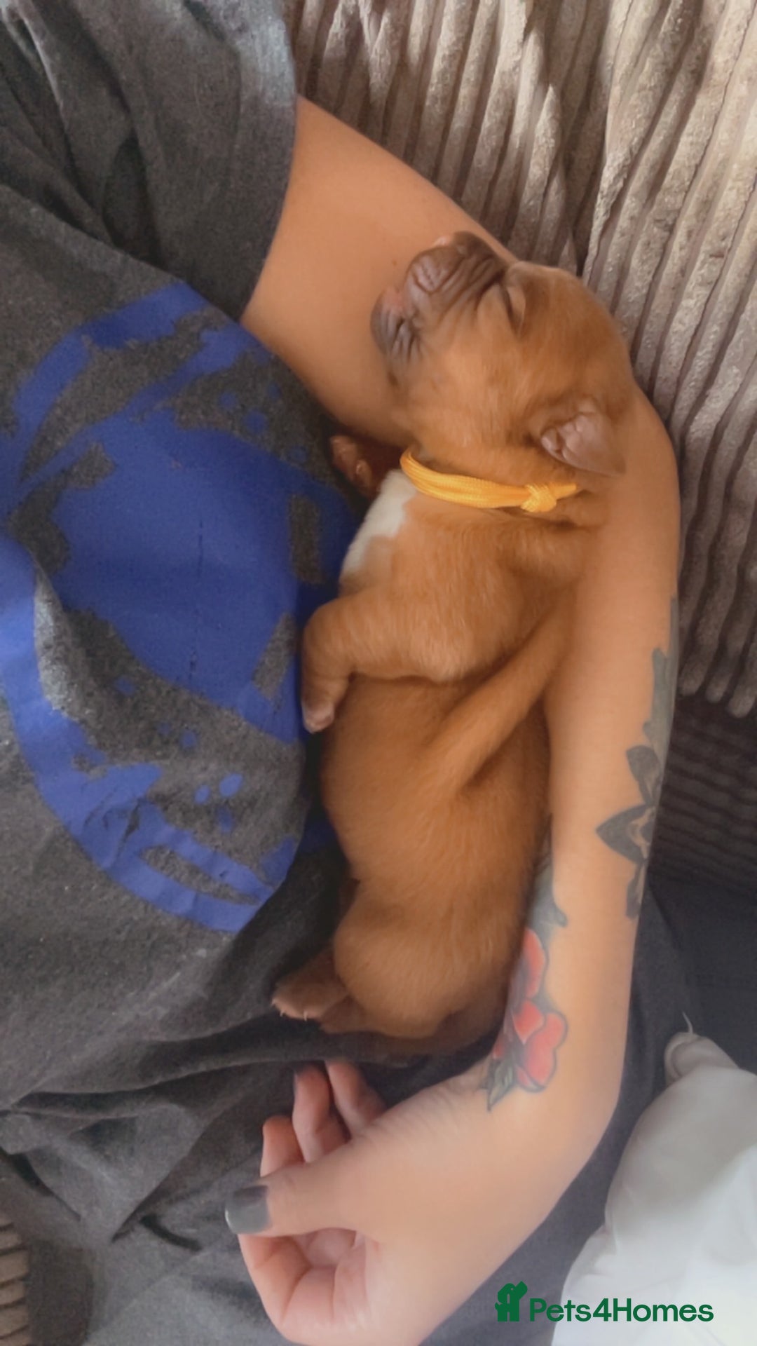 Dogue De Bordeaux dogs for sale: Beautiful KC Dogue De Bordeaux Puppies - Image 4
