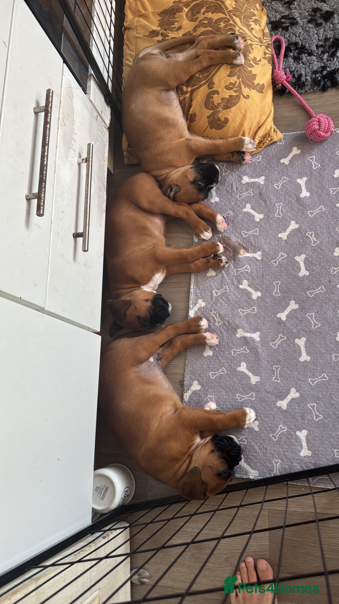 Boxer dogs charthaihen boxers - Advert 1