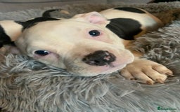 American Bully dogs for sale: perfect puppys - Image 5