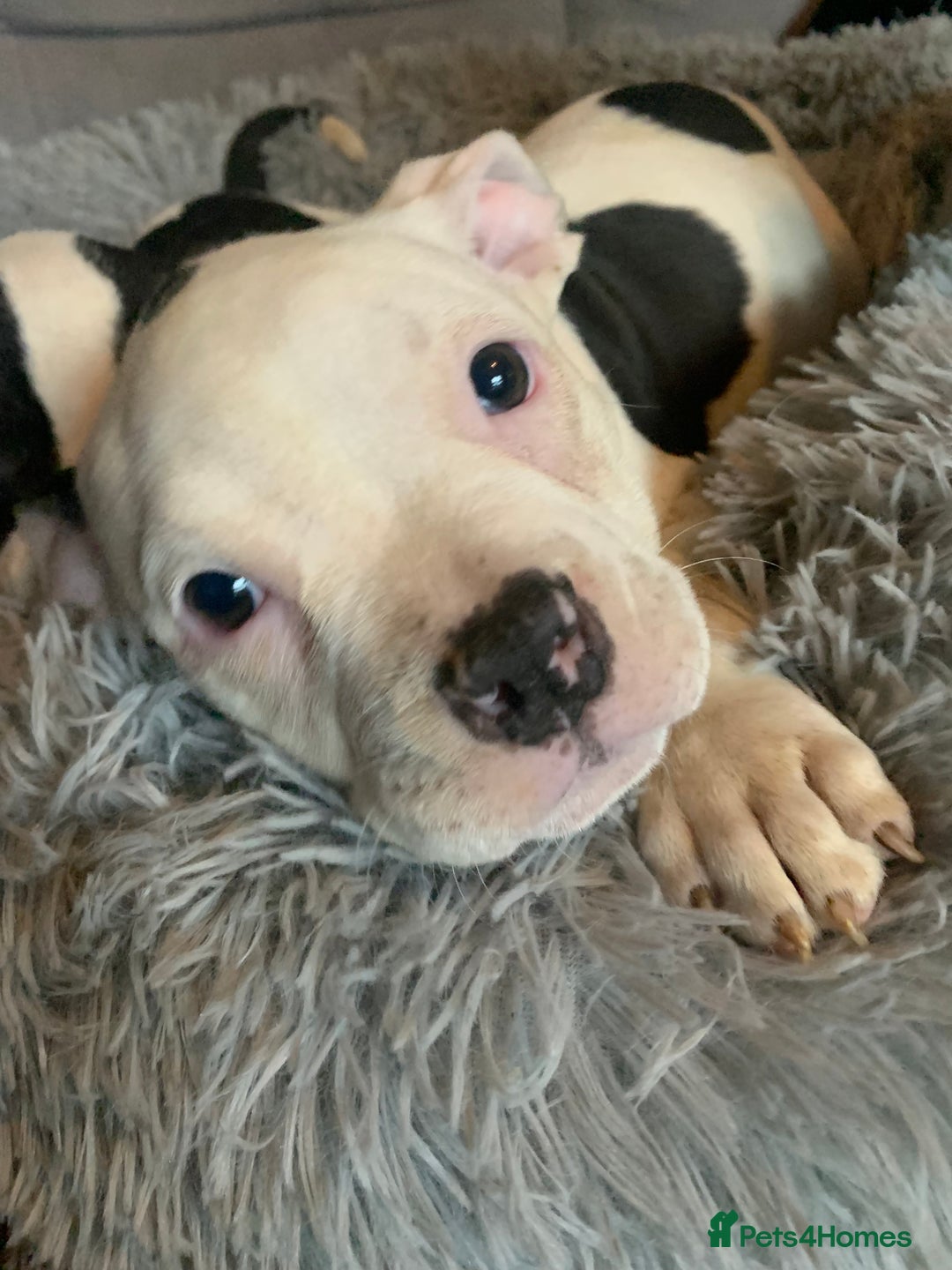 American Bully dogs for sale: perfect puppys - Image 5