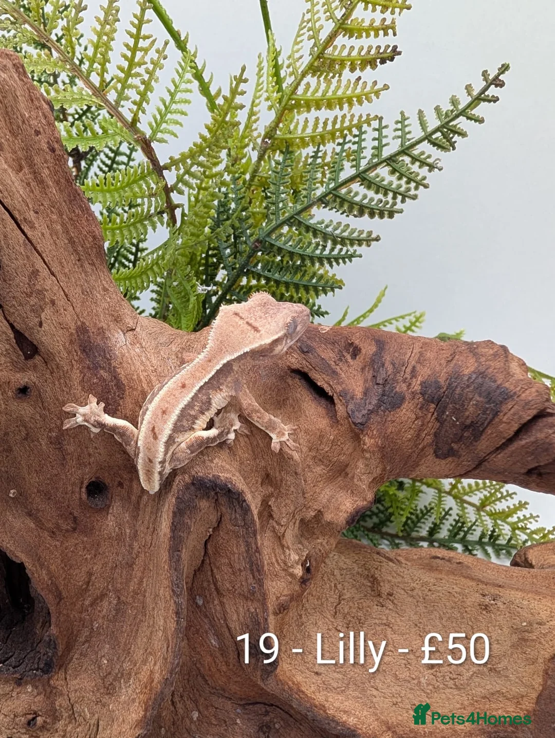 Gecko reptiles for sale: Beautiful Mix of Crested Geckos - Advert 19