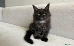 Maine Coon cats for sale: LAST SMOKEY MAINE COON LEFT - Image 5