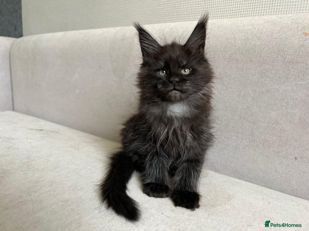 Maine Coon cats for sale: LAST SMOKEY MAINE COON LEFT - Image 5