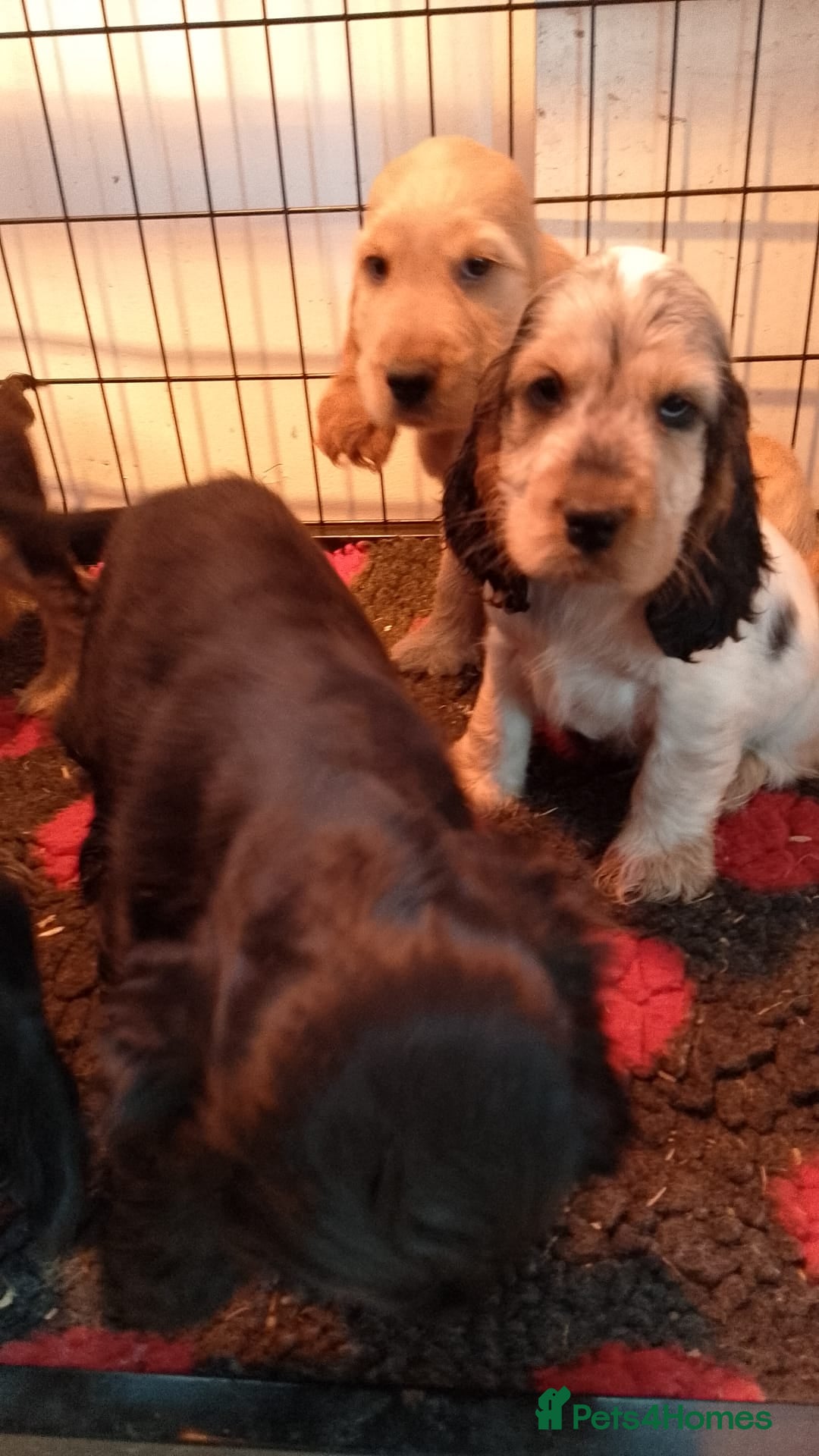 Cocker Spaniel dogs for sale: KC Registered Show type Cocker Spaniels  - Image 8