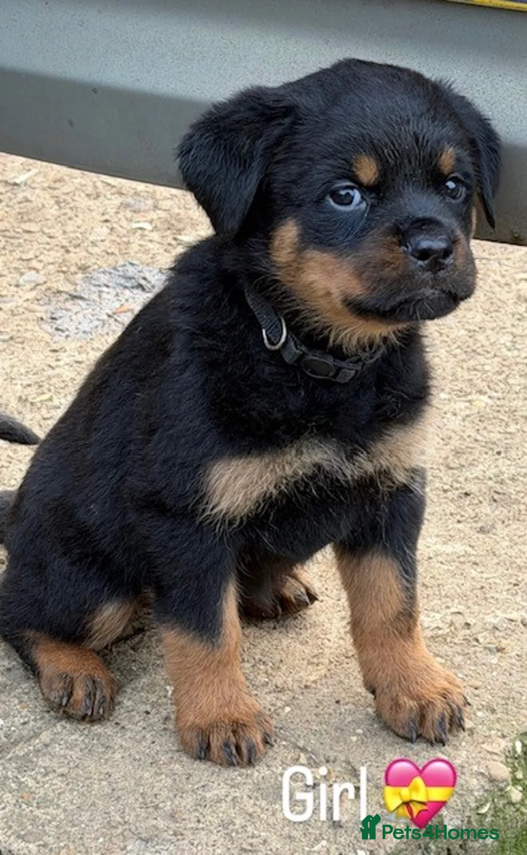 Rottweiler dogs for sale: KC Rottweiler Pups! READY NOW! ONLY 2 BOYS LEFT!  - Advert 7