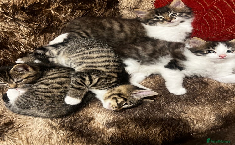 Bengal cats - Advert 1